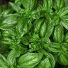 Pepper Long Medium Hot Dante's Hot Mild Colorful Green To Orange To Red 20 Seeds