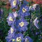 Delphinium Summer Skies Giant Graceful Light To Medium Blue Shade Spike 50 Seeds
