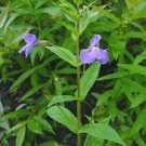 Ringens Flower Resembles Monkey Unusual Shaped Mimulus Stem Four Angled 50 Seeds
