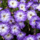 Blue Petunia Merlin Moon Annual Garden Live Plant 10 Seeds