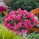 Snapdragon Showers Candy Beautiful As Single Color Or As Mix Of Colors 10 Seeds