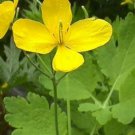 Chelidonium Majus Poppy Celadine Shade Home Garden Live Plant 30 Seeds