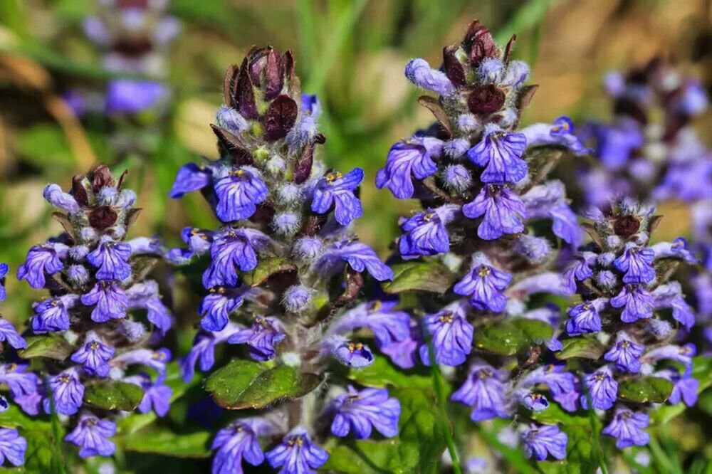 Ajugas Bugleweed Carpet Repens Garden Evergreen Perennial Basals Leaves