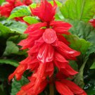 Salvia Improved Mojave True Red Flowers Deep Green Broad Leaf In & Out 50 Seeds