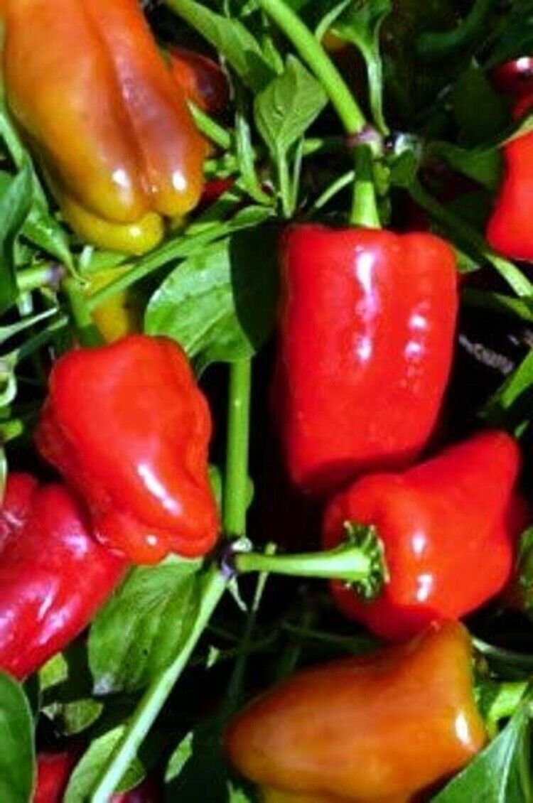 Sweet Pepper Belle Cajun Vegetable Aas Award Winner Round Square Shape 20