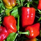 Sweet Pepper Belle Cajun Vegetable Aas Award Winner Round Square Shape 20