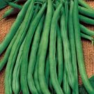 Bean Lake Blue Bush Heavy Yields Dark Green Pod Hardier Than Pole 26 Grams Seeds