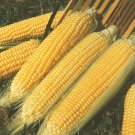 Corn Sweet Sugarbaby Botanical Interest An Excellent Bicolor Corn 10 Grams Seeds