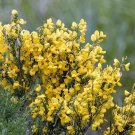 Cytisus Gypsy Scotch Broom Perennial 50 Seeds