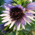 Berkheya Zulu Warrior Flowers Resemble Daisies Calyx Perennial Plant 15 Seeds