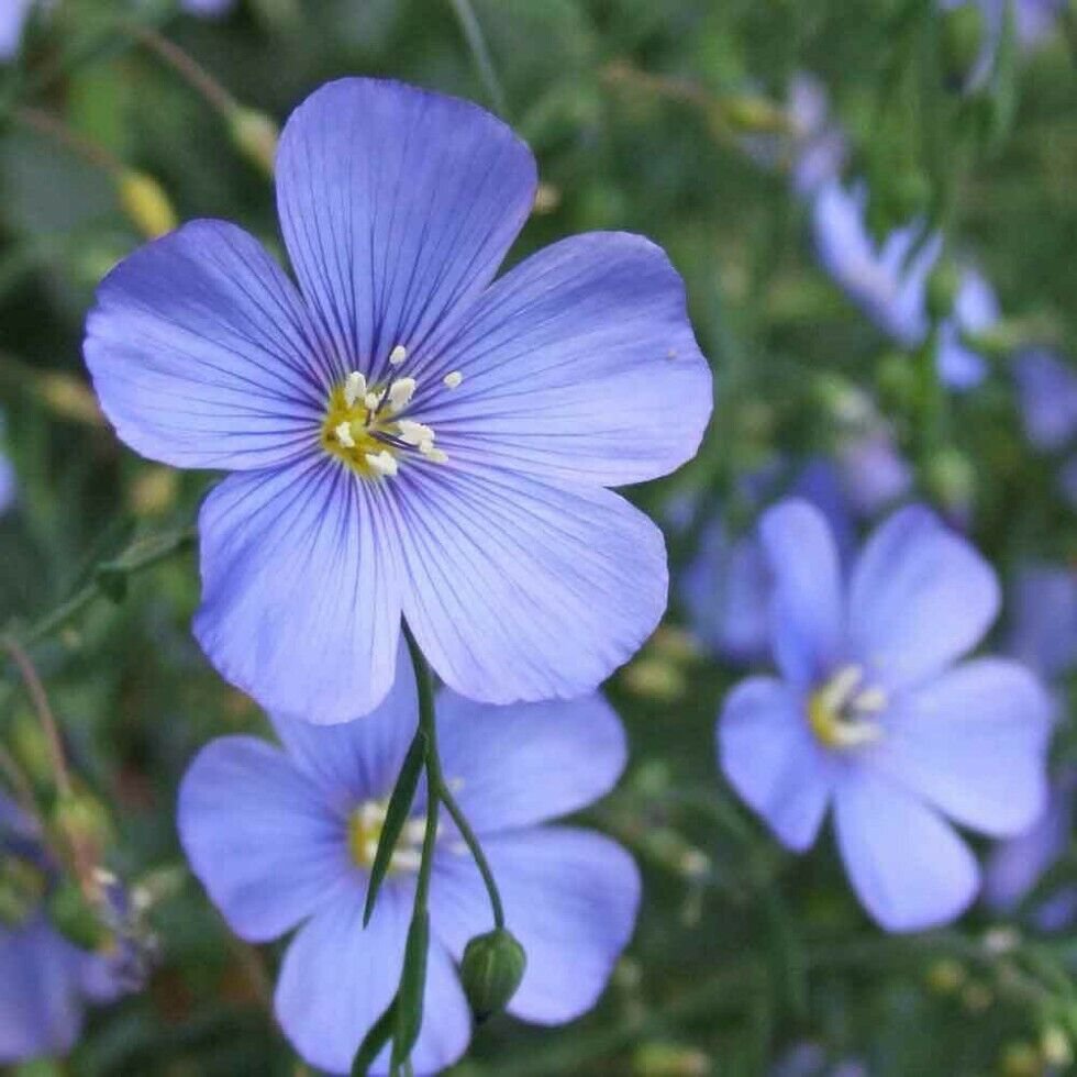 Flax Blue Flower Charming Open Dawn Airy & Gracefully Arching Stems 1 Gram Seeds