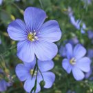 Flax Blue Flower Charming Open Dawn Airy & Gracefully Arching Stems 1 Gram Seeds