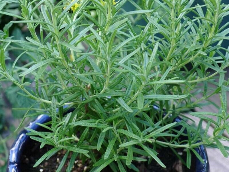 Savory Summer Heirloom Primarily A Culinary Popular Attractive Herb 750 Mg Seeds