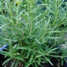 Savory Summer Heirloom Primarily A Culinary Popular Attractive Herb 750 Mg Seeds