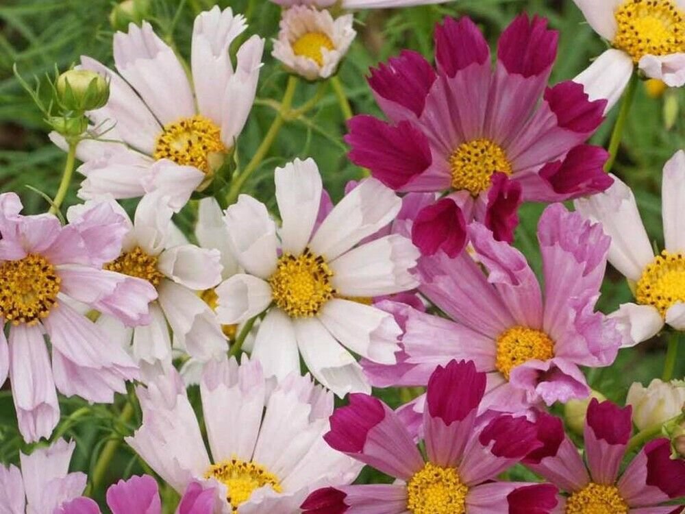 Cosmos Shells Blend Sea Annual Heirloom Cosmic Beauty Like No Other 500 Mg Seeds