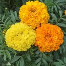 Nigellas Hispanicas Marigolds Crackerjacks Organic Heirloom African 500 Mg Seeds