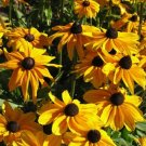 Rudbeckias Susans Black Eyed Beautiful Wildflowers Reseeding Annual 750 Mg Seeds