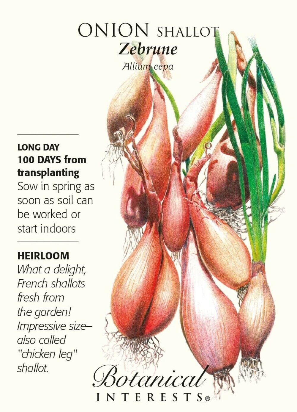 Seed Spring Zebrune Shallot Onion Seeds - 350 mg Garden