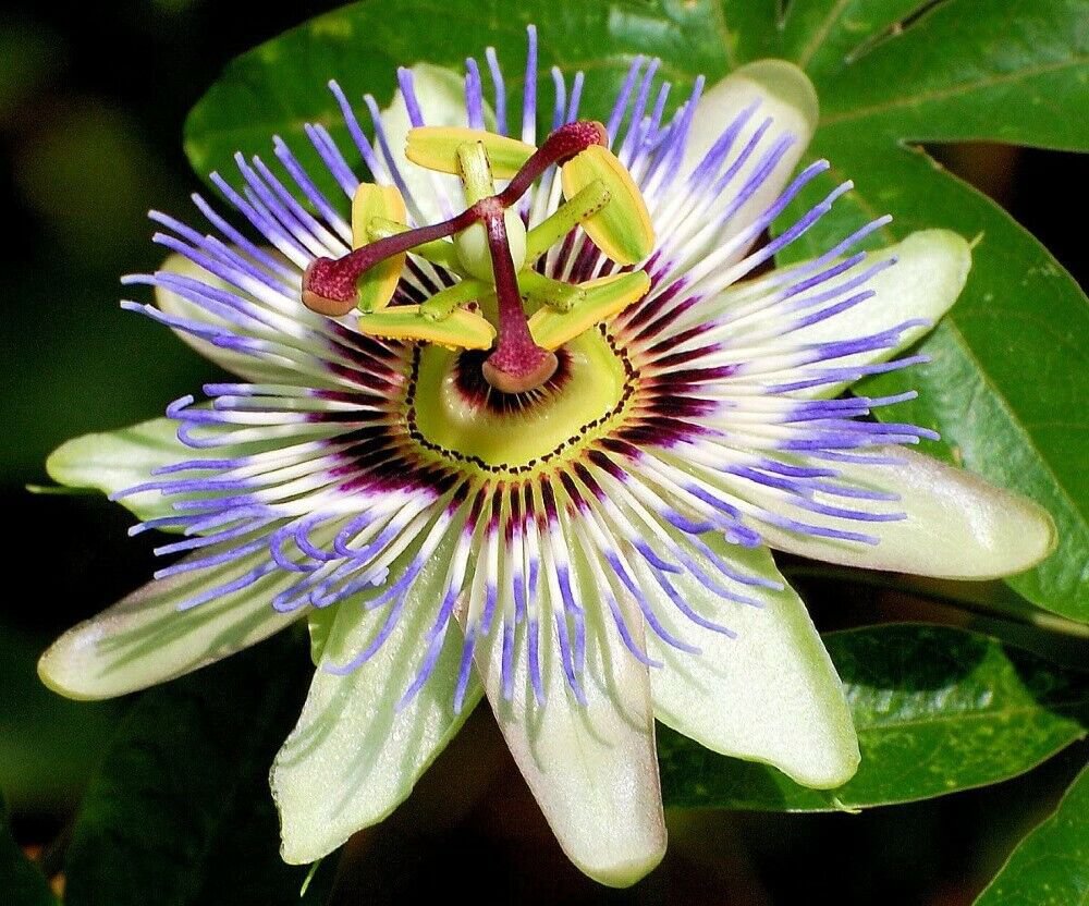 Passiflora Passion Blue Caeruleas Flower Vaguely Blackberry Like Flavor 35 Seeds