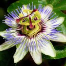 Passiflora Passion Blue Caeruleas Flower Vaguely Blackberry Like Flavor 35 Seeds
