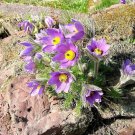 Pulsatilla Flower Perennial Pasque Turk Ranunculaceae Aquilegia Shade 15 Seeds