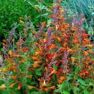 Agastache Tango Hummingbirds Highly Perfumed Foliage Mint Very Fragrant 30 Seeds