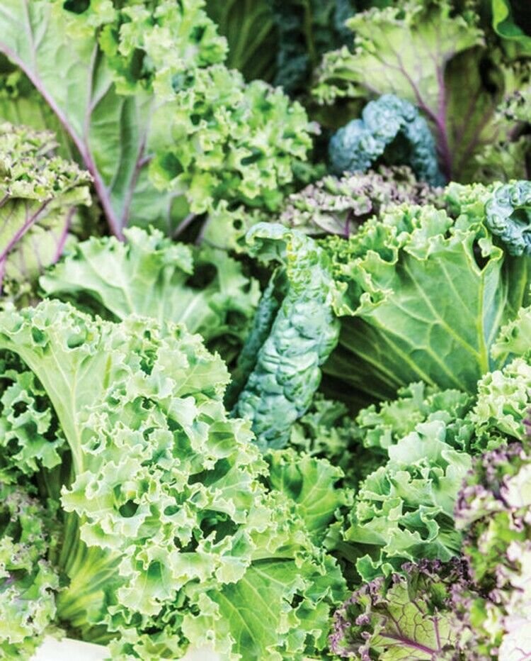Kale Certified Organic Winter Heirloom Babys Grow It As Baby Green 6 Grams Seeds