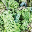 Kale Certified Organic Winter Heirloom Babys Grow It As Baby Green 6 Grams Seeds