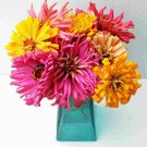 Zinnia Flower Blend Cactus Annual Spectacular Rolling Feathery Petal 750 Mg Seed