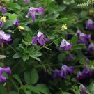 Clematis Italian Viticella Easy To Use Variety Of Ways Large Flowered 15 Seeds