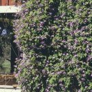 Clematis Alpines Blue Spectaculars Queen Of Vines Climbing Easy To Grow 15 Seeds