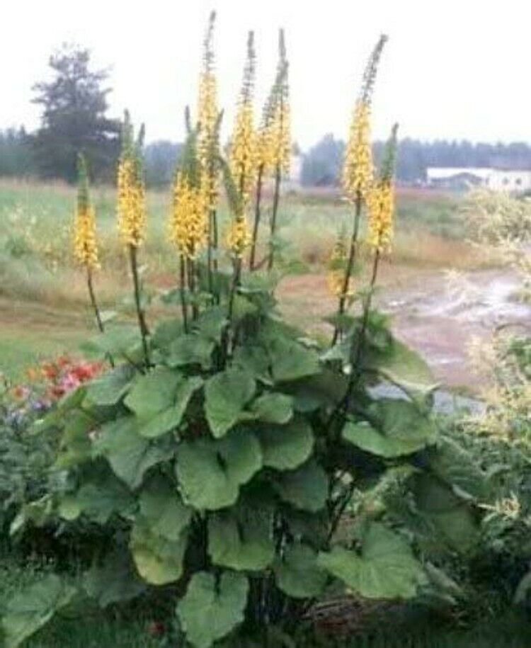 Ligularia Rocket Siberian Yellow Bloom Bold That Need Constant Moisture 20 Seeds
