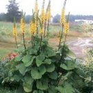 Ligularia Rocket Siberian Yellow Bloom Bold That Need Constant Moisture 20 Seeds