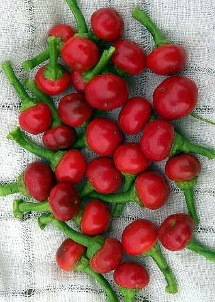 Pepper Leaf Mildly Bay Hot Nosegay Mini Capsicum Annuum Indoor Outdoor 10 Seeds