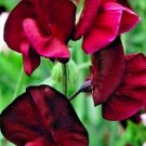 Pea Sweet Beaujolais Radiant Flowers Bred For Professional Growers 3 Grams Seeds
