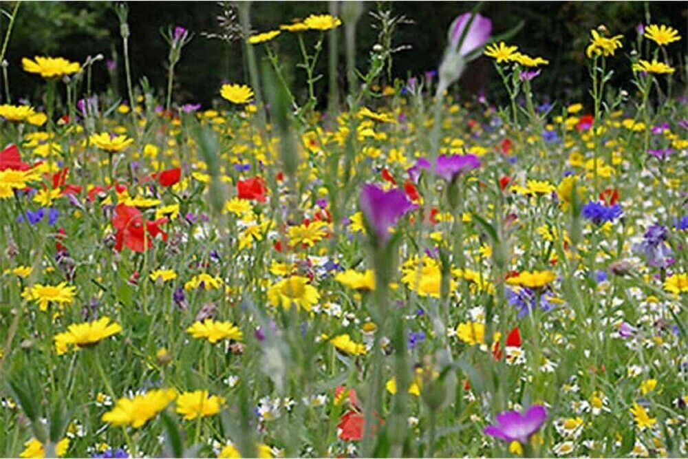 Custom Mix Save The Bees Assorted Annual Variety Of Colorful Blooms 4 Gram Seeds