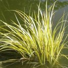Calamus Acorus Sweetflag Acorus Grass Likes Rhizomes Formings Perennial 10 Seeds