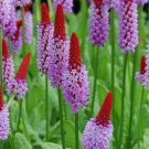 Ignites Perennial Gas Actually Garden Live Plant 10 Seeds