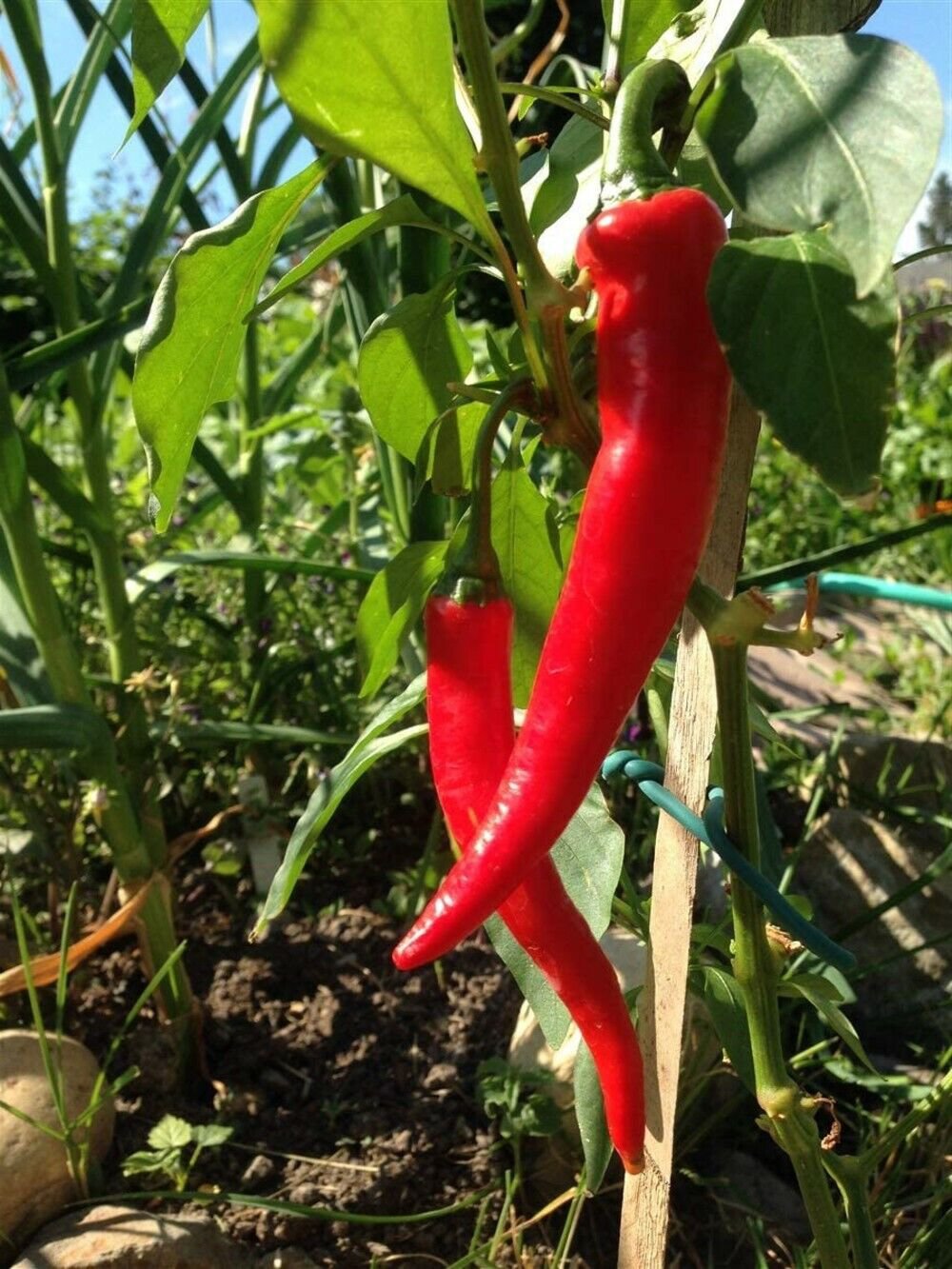 100 Seeds Cayenne Red Long Pepper Seed GARDEN FRESH PACK