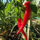 100 Seeds Cayenne Red Long Pepper Seed GARDEN FRESH PACK