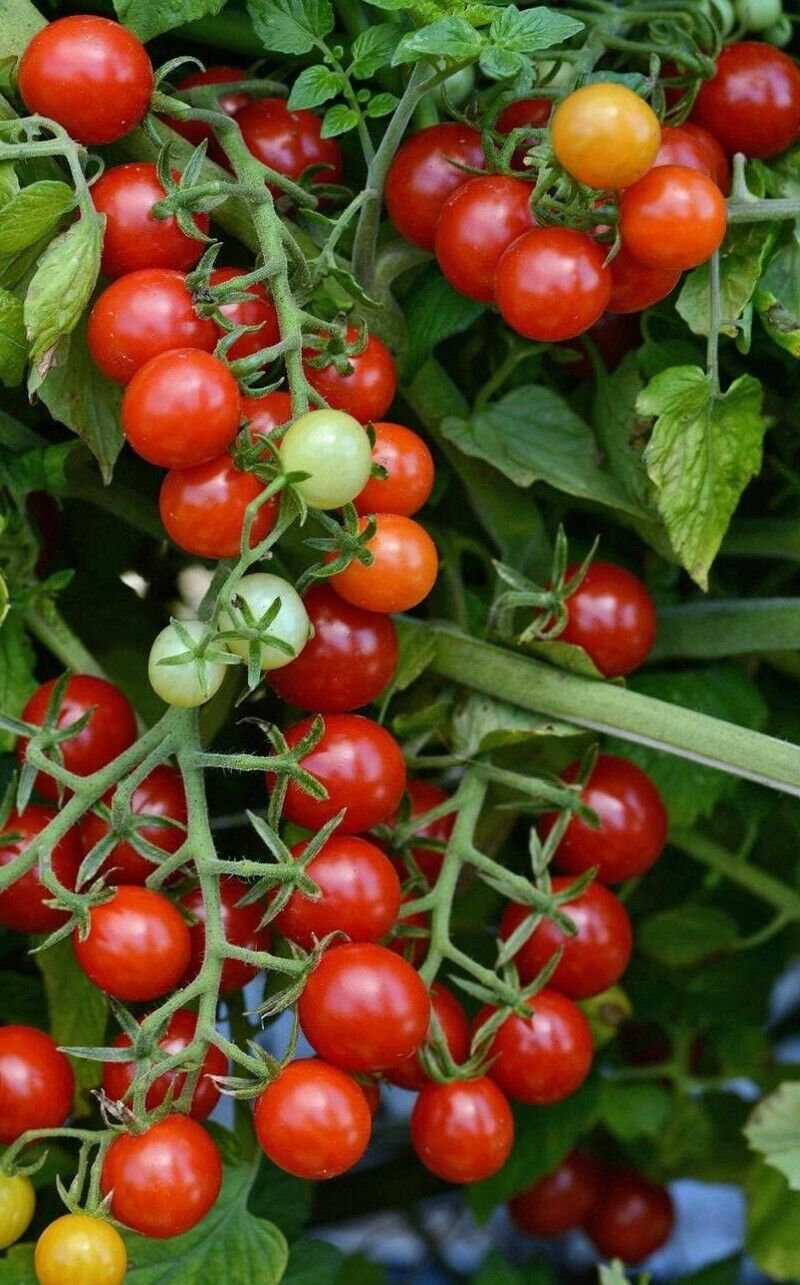 Tomato Cherry Red Candyland Small Fruited Grape Dark Red Currant Type 10 Seeds