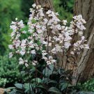 Penstemon Beardtongue Perennial Red Husker White Flowered Red Foliaged 40 Seeds