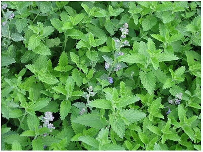 Nepeta Catnip Multi Purpose Lemon Mint Flavor And Fragrance 600 Milligrams Se