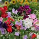 Blend Knees-Hi Wonderful Scent & Beauty Delights Sweet Peas Lovers 2 Grams Seeds