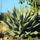 Agave Rosette Colorata Mescal Ceniza Supreme Indoor And Out Live Plant 2.5" Pot