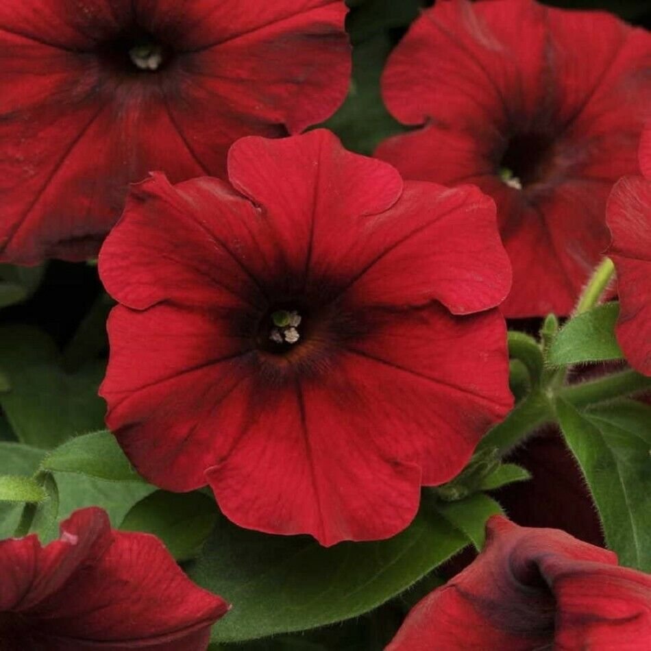 Petunia Velour Champ Wave Tidal Red Bloom Machine Garden Plant 10 Pelleted S