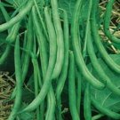 Stringless Contenders Ones Of The Best Bushs Evers Great Flavors 1 Lb Bean Seeds