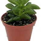 Peperomia Axilaris Leaf Taco Easy To Grow House Live Plant 2.5" Pot