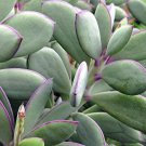 Senecio Crassissimus Vertical Leaf Succulent Plant Easy Live Houseplant 2.5" Pot