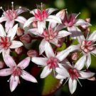 Crassula Οvuta Hobbit Jade Plant 2" Pot Easy to Grow Indoor Houseplant